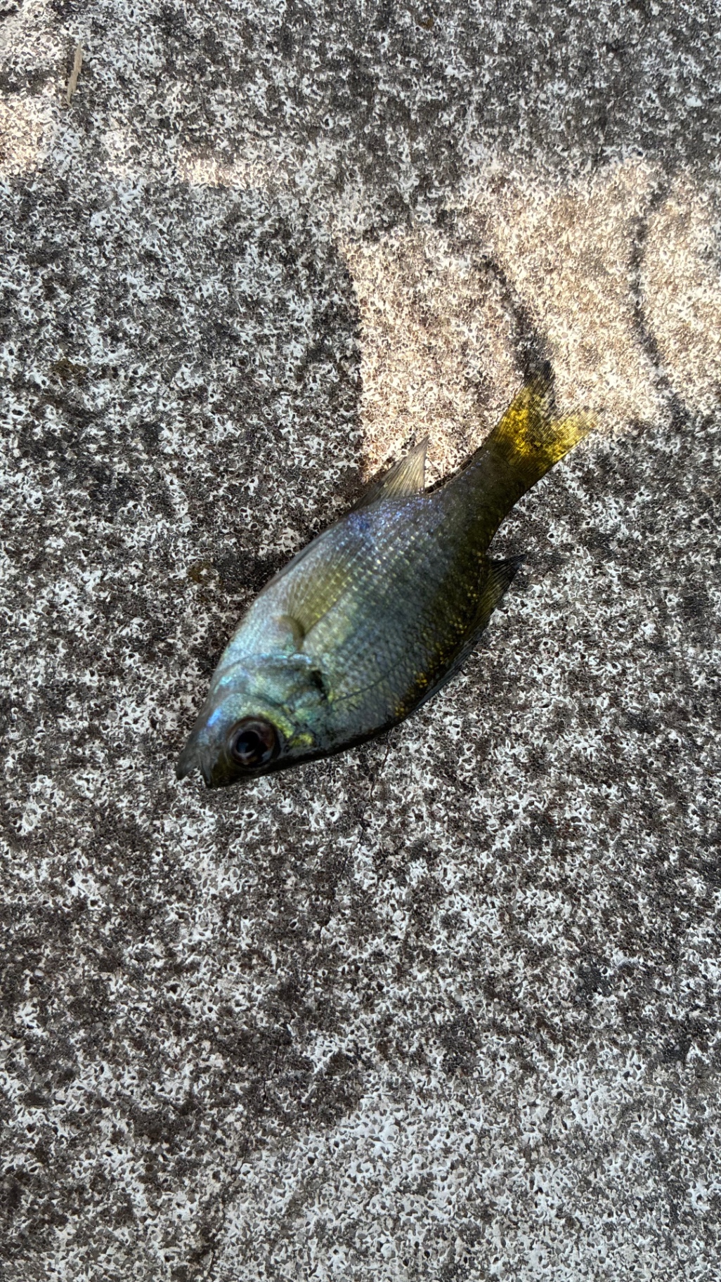A dead sunfish on a concrete boat ramp, submitted as a field image