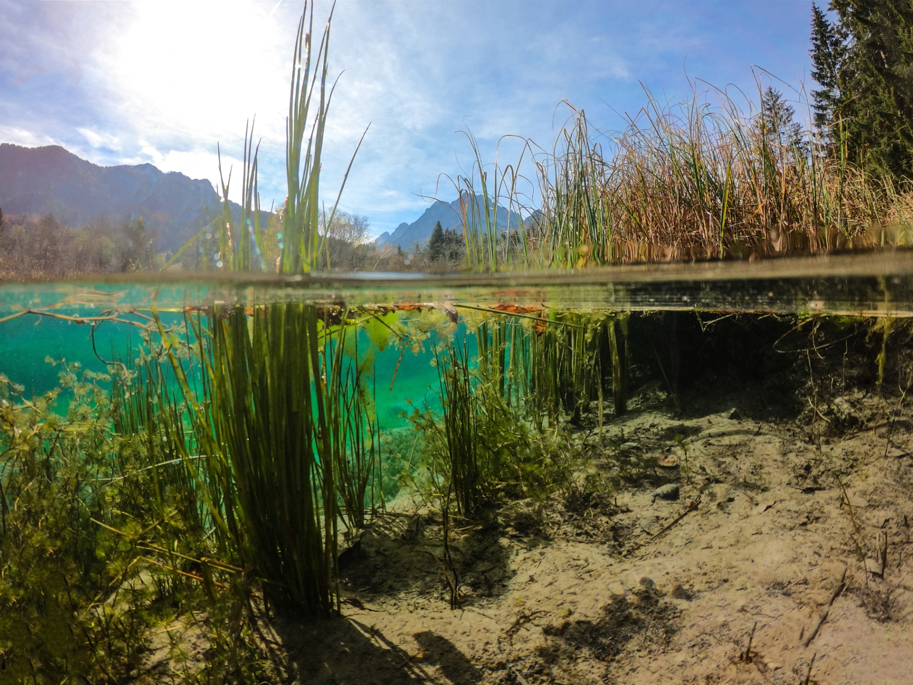 Split above-and-below-water view of a clear lake showing reeds, sediment, and submerged plants