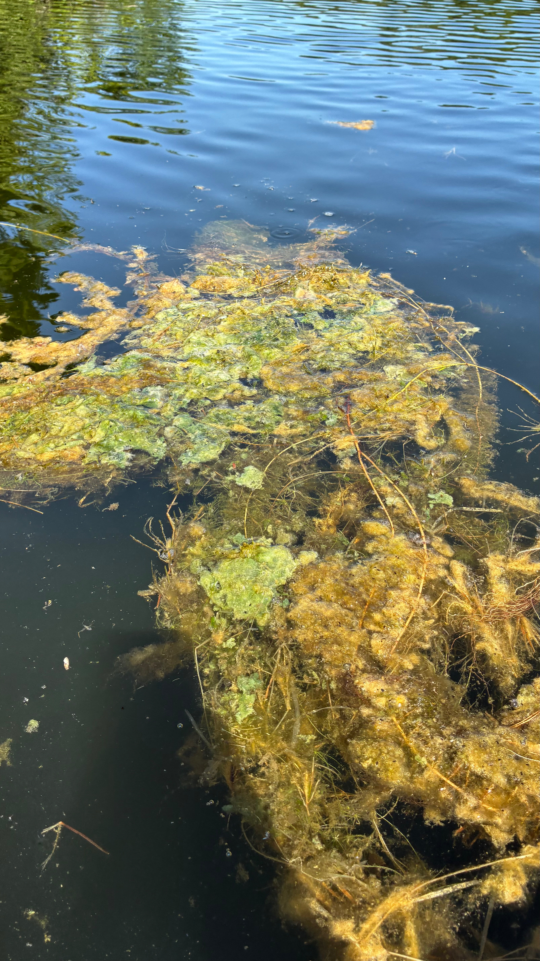 A floating mat of filamentous algae and decaying plant material at the surface of a lake, submitted as a field image